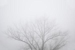 Trees in the foggy winter day photo