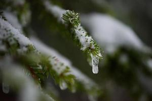 christmas evergreen pine tree covered with fresh snow photo