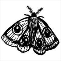 vector illustrations of insects, butterflies and flowers.