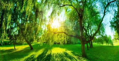 Panorama of green summer park. Sun shining through trees, leaves. photo