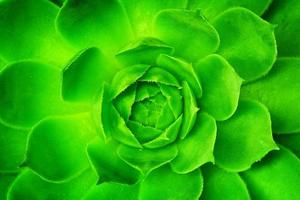 Green flower unfolding, opening with symmetrical petals pattern. photo