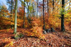 Natural forest in autumn, fall photo