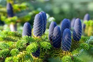 Caucasian fir tree cones close-up. photo