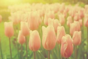 Pink tulip flowers in the garden on sunny day in spring. Vintage photo