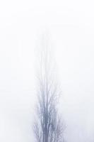 Tree in the foggy winter day photo