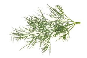 Fresh green dill herb branch photo