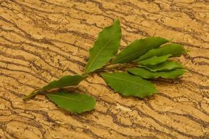 Green laurel leaves on the branch photo