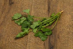 Fresh ripe  Green cilantro leaves photo