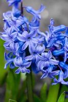 Blue Hyacinth, blooming Hyacinth in the spring garden, blue spring flowers, blue hyacinth macro, floral photo, macro photography photo