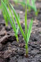 ajo brotado en camas de jardín elevadas cultivadas como cultivo de invierno foto