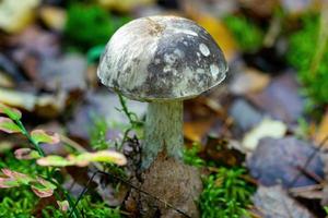 Boletus mushroom close-up in the spring forest on the edge of the forest. photo