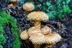 Unusual mushrooms in autumn in the forest photo
