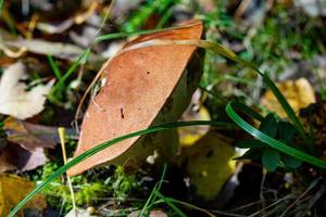 la forma inusual del hongo boletus en el bosque. foto