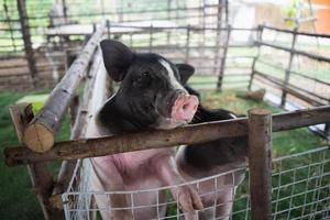 Close up small pig is in a wooden cage after feeding in the zoo. Animals pig concept. photo
