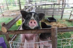 cerrar el cerdo pequeño está en una jaula de madera después de alimentarse en el zoológico. concepto de cerdo de animales. foto