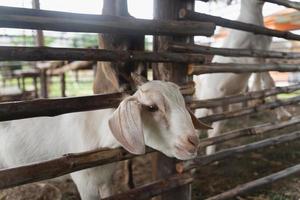 White goat in a wooden cage after feeding at the zoo. Goat in the zoo animal concept. photo