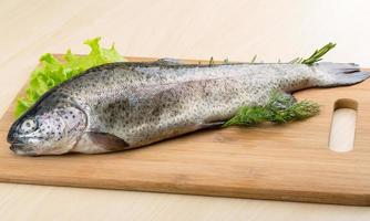 Raw fresh trout photo