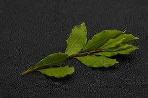 Green laurel leaves on the branch photo