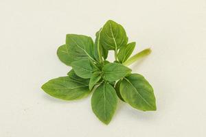 Aroma seasoning - Green Basil leaves photo