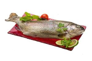 Fresh raw rainbow trout photo