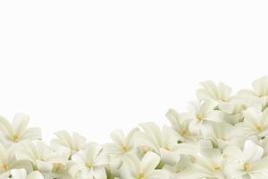 White flowers isolated on white background. Realistic EPS file. vector