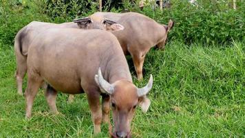 búfalo comendo grama no chão na zona rural video