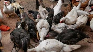 Feeding Domestic ducks and chickens in farm of Thailand. business farming concept video