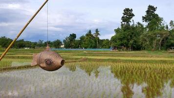 campo de arroz e terras agrícolas na tailândia video