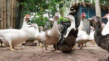 alimentando patos e galinhas domésticos na fazenda da tailândia. conceito de agricultura de negócios video
