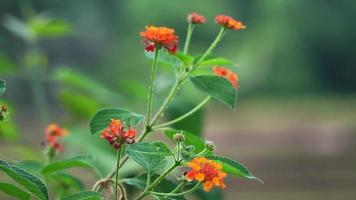 Lantana Camara-Pflanze in freier Wildbahn. Lantana Camara-Blume