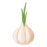 Garlic in cartoon style. Vegetable from the garden. Organic food. vector