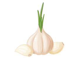 Garlic in cartoon style. Vegetable from the garden. Organic food. vector