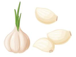 Garlic in cartoon style. Vegetable from the garden. Organic food. vector