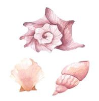 Collection of seashells. Watercolor illustration. vector