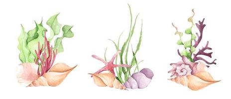 Watercolor composition with seaweed, corals and shells. vector