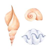 Collection of seashells. Watercolor illustration. vector