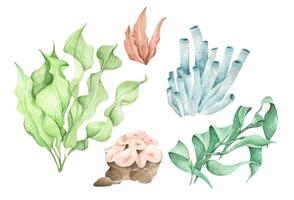 algas plantas oceánicas submarinas, elementos de coral marino. ilustración de acuarela vector