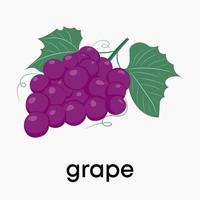 uvas moradas. ilustración vectorial de uvas en un estilo plano vector