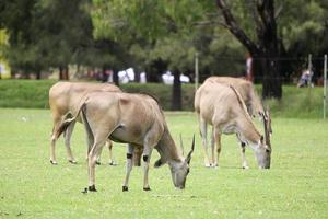 dubbo, australia, 2017 - eland del zoológico de las llanuras occidentales de taronga en dubbo. este zoológico de la ciudad fue inaugurado en 1977 y ahora tiene más de 97 especies. foto