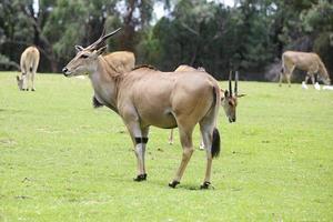 dubbo, australia, 2017 - eland del zoológico de las llanuras occidentales de taronga en dubbo. este zoológico de la ciudad fue inaugurado en 1977 y ahora tiene más de 97 especies. foto