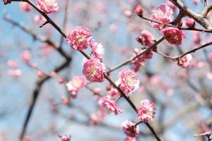 Pink plum blossom flowers on branch photo