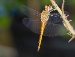 vista lateral belleza macro cuerpo de libélula naranja sosteniendo una rama de rosa. cabeza de círculo de insectos de vida silvestre animal en el jardín foto