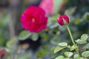 beauty soft bud and bloom red rose multi petals abstract shape with green leaves in botany garden. symbol of love in valentine day. soft fragrant aroma flora. photo
