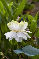 elegance white lotus blooming with green leaves. solf clean water lilly petal blossom peaceful photo