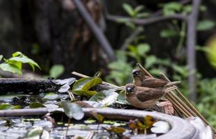 white rumped munia small bird brown color on lotus water pot photo