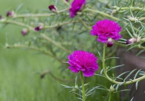 belleza fresca púrpura portulaca flor multi pétalo suave en jardín botánico foto