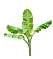 Fresh big banana tree green leaves color. Isolated on white background with clipping path photo