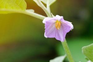 beauty fresh violet petal and orange pollen flower eggplant blooming . floral hanging on branch with green leaves on tree. photo