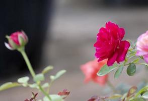 beauty selective focus  soft red rose multi petals abstract shape with green leaves in botany garden. symbol of love in valentine day. soft fragrant aroma flora. photo