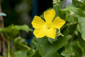 beauty yellow flower blooming  star shape cucumber organic healthy vegetable in botany garden with copy space. photo